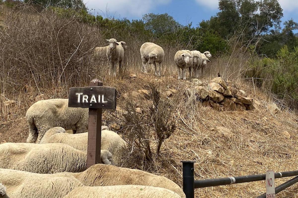 Would Ewe Rather Be a Lamb or a Lemming? - The Santa Barbara