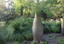 Summer Solstice Walkabout at Taft Gardens