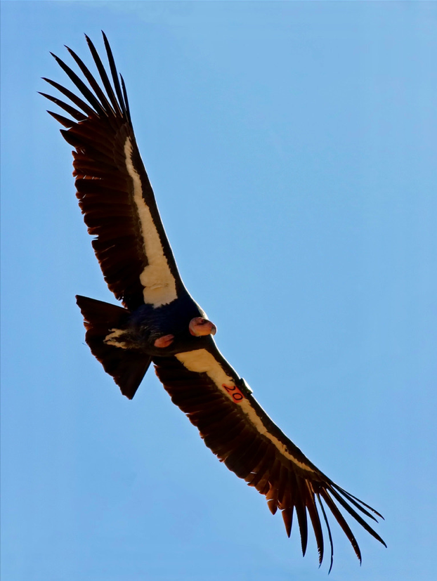 Libro Condor: To the Brink and Back--The Life and Times of one