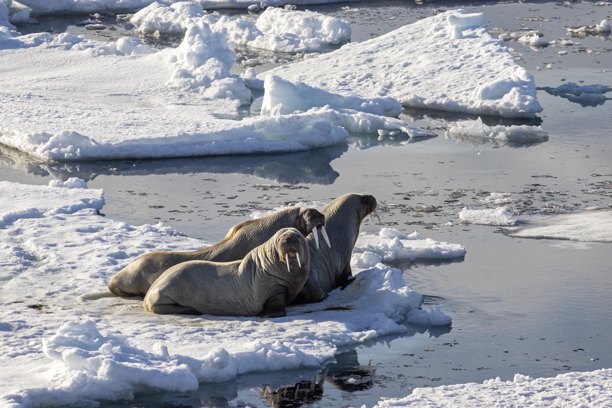 View from the Arctic: A Journey Through the Ice, from Svalbard, to