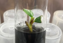 Zoom Discussion: Micropropagation of Catalina Island’s Rarest Plant