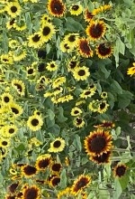 Sunflower Garden Walk