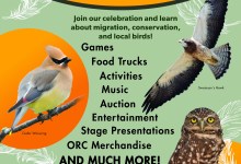 Ojai Raptor Center – Fall Festival