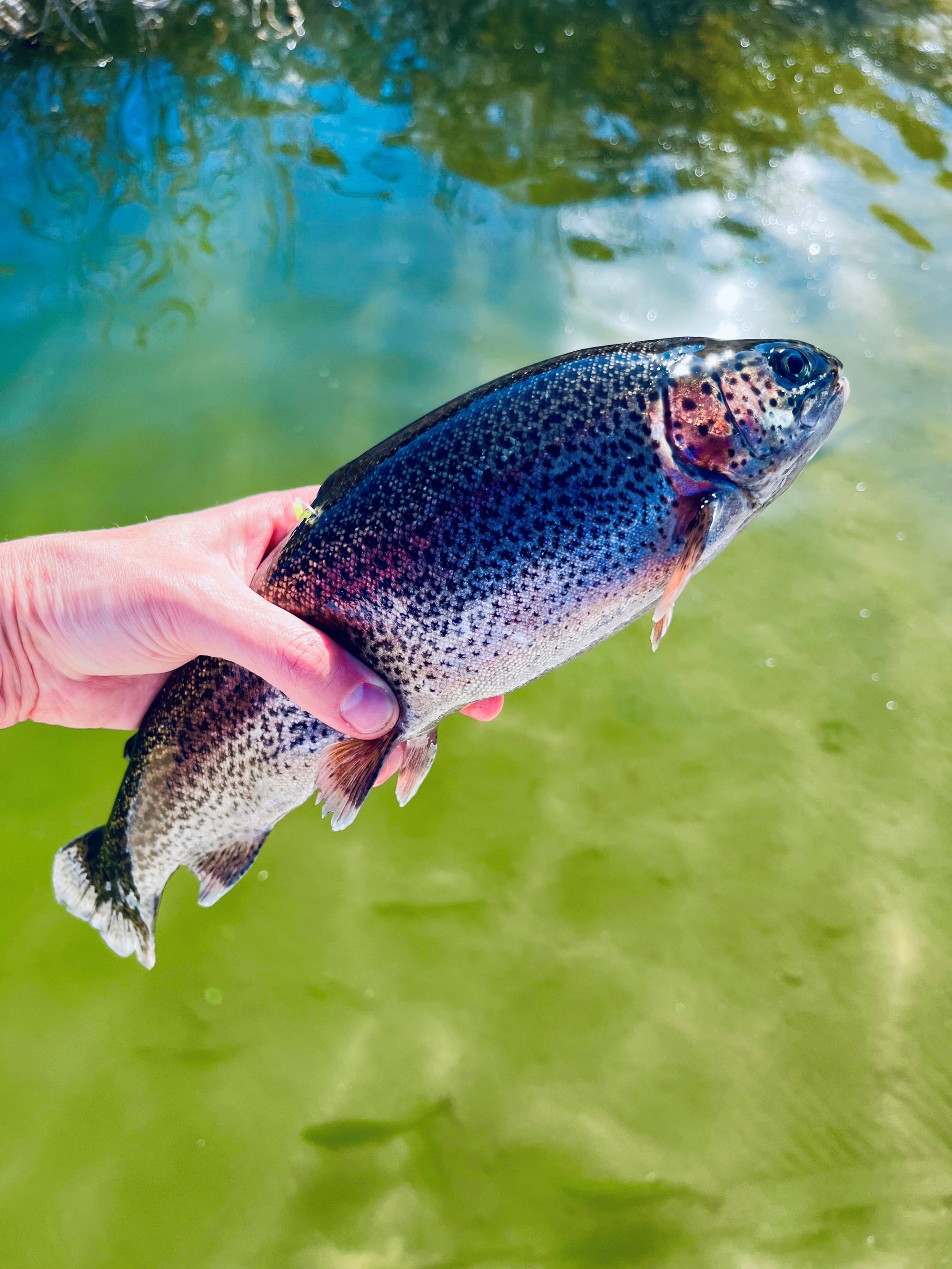 Cachuma Lake Trout Release - The Santa Barbara Independent