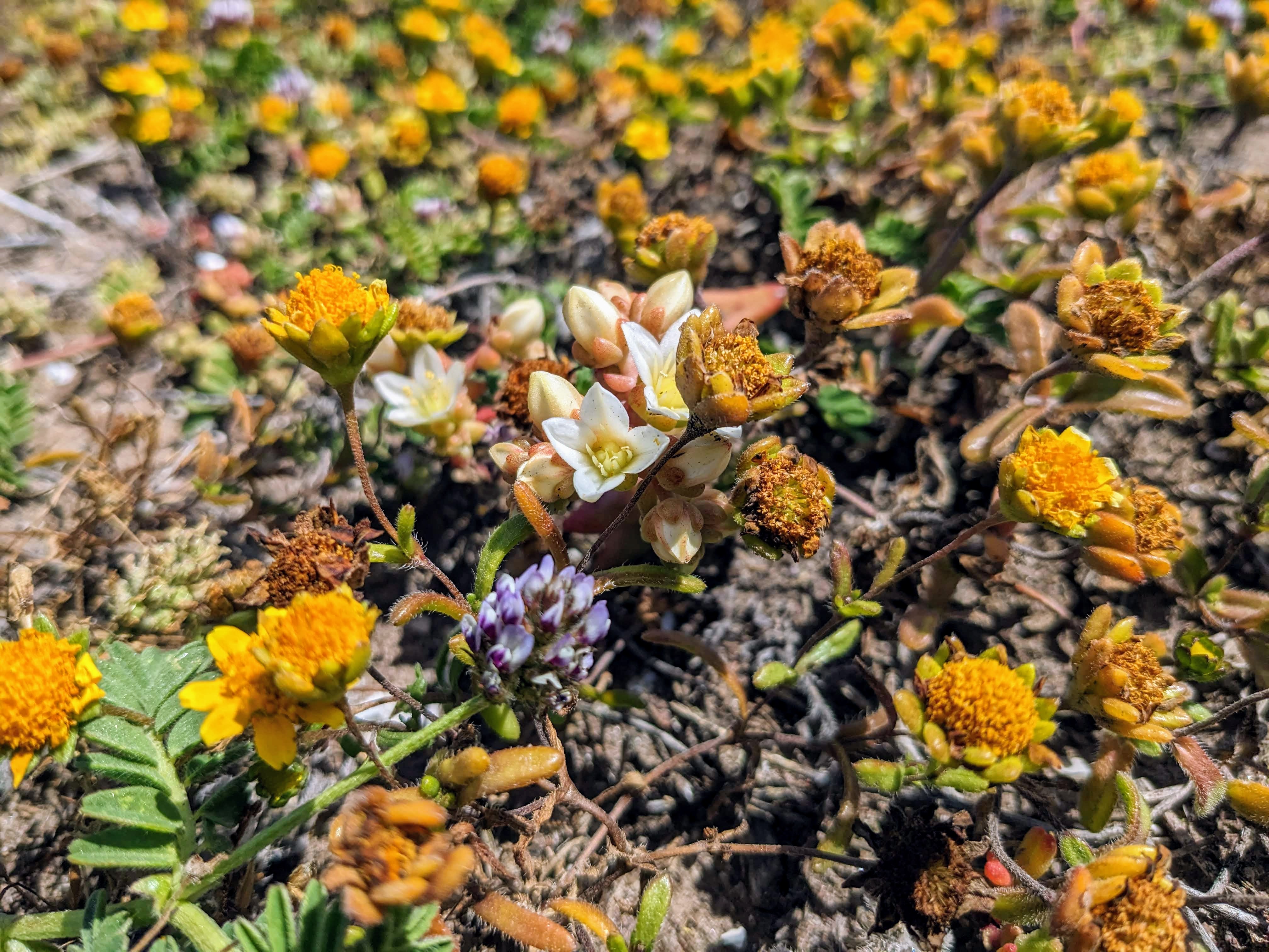 Channel Islands Flora Revival The Santa Barbara Independent