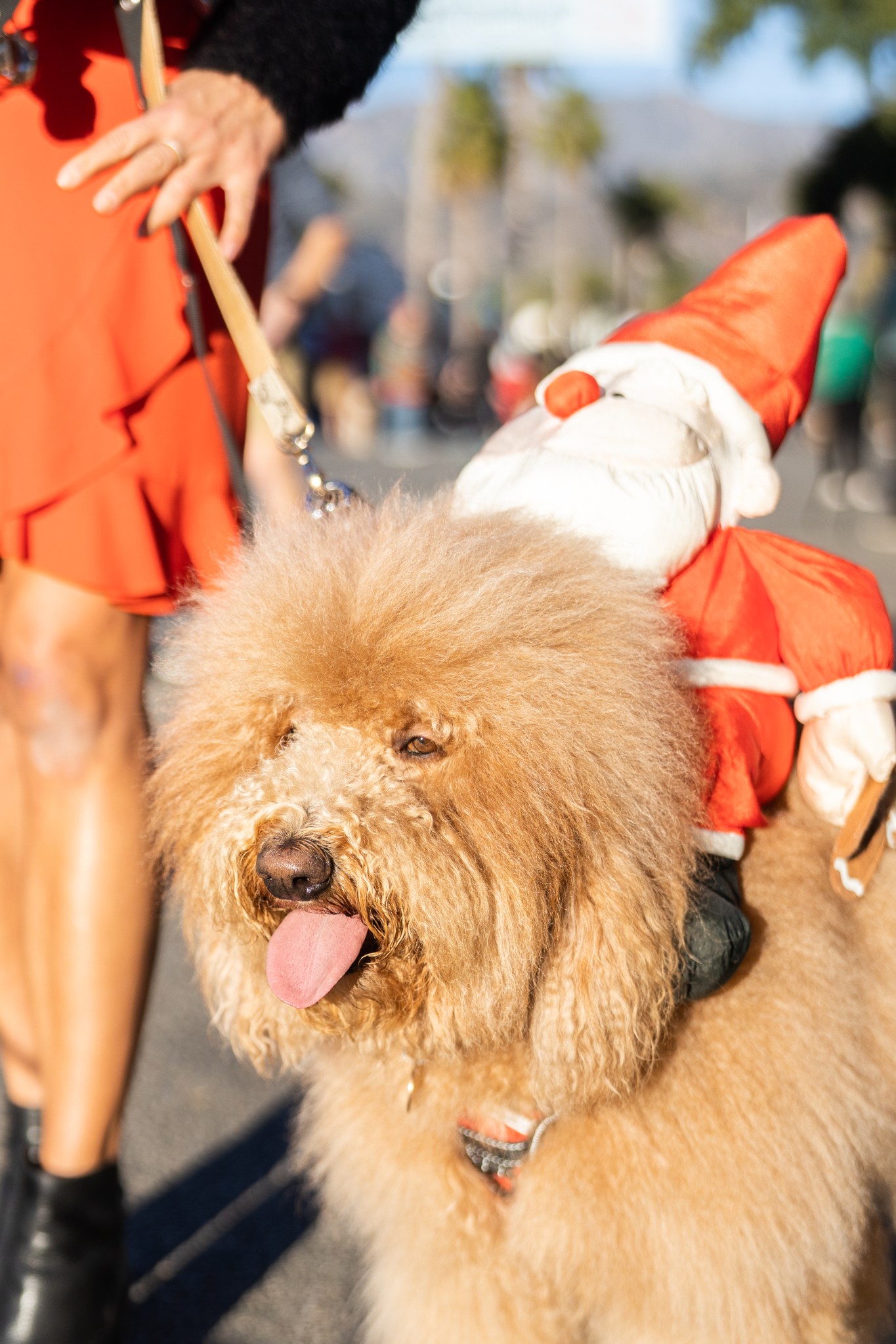 Carpinteria Holiday Spirit Parade Celebration The Santa Barbara