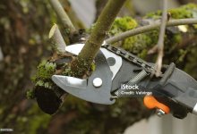 Tree Pruning Demonstration