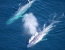 California Congressmembers Look to Build off Santa Barbara Channel’s Blue Whales and Blue Skies Program