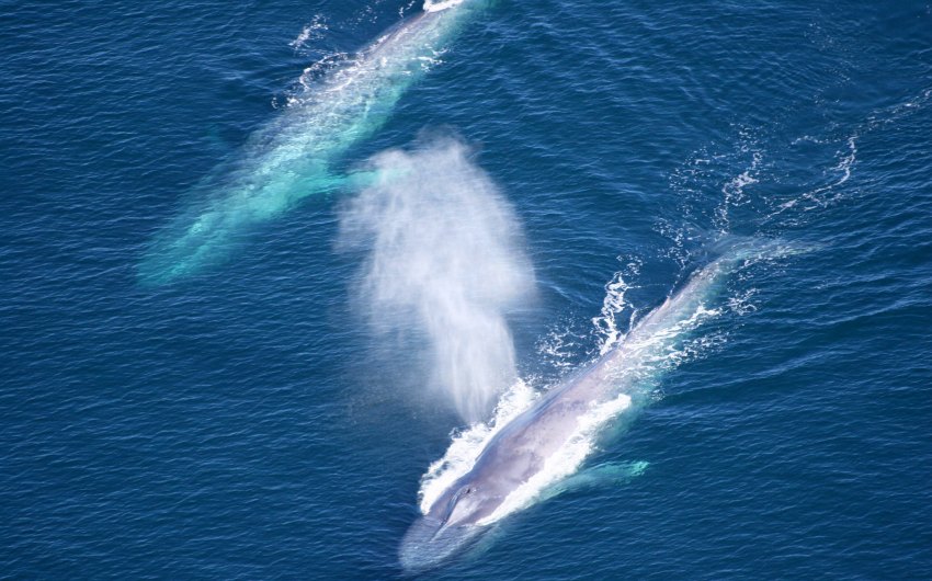 California Congressmembers Look to Build off Santa Barbara Channel’s Blue Whales and Blue Skies Program