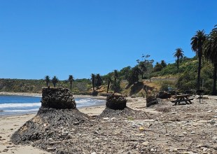 Refugio State Beach’s Shoreline Reduced to Graveyard of Stumps