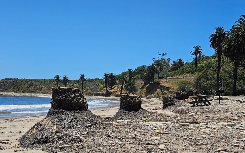 Refugio State Beach’s Shoreline Reduced to Graveyard of Stumps