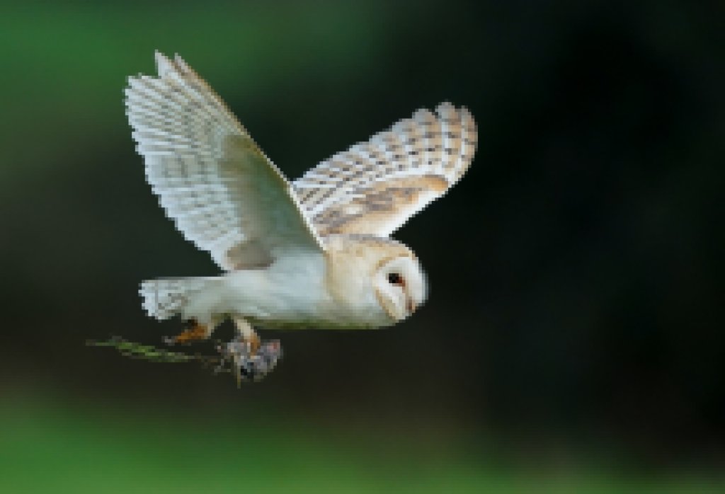 Our Beautiful ― and Badass ― Barn Owls