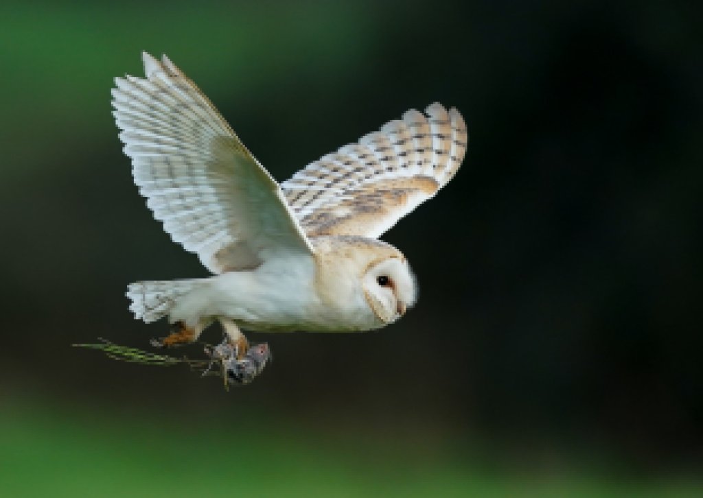 Our Beautiful ― and Badass ― Barn Owls