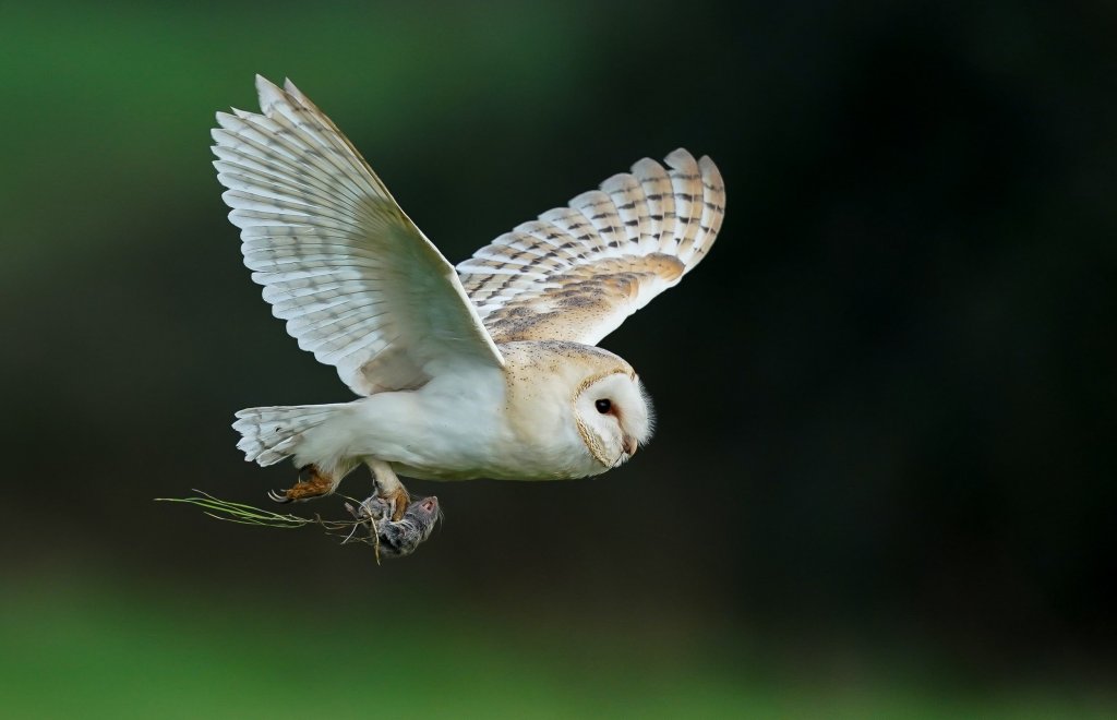 Our Beautiful ― and Badass ― Barn Owls