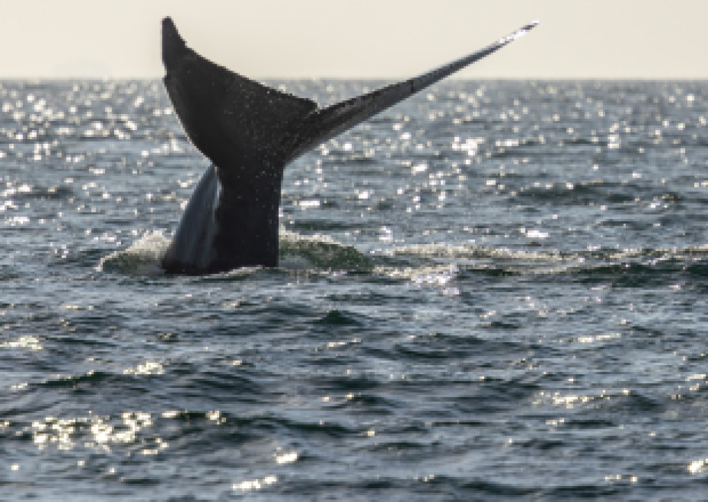 Island Packers Summer Schedule to Include Summer Whale Watching and Special Trips