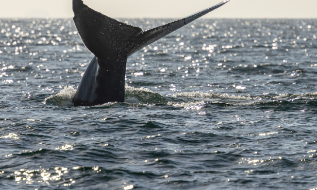 Island Packers Summer Schedule to Include Summer Whale Watching and Special Trips