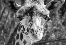 Santa Barbara Zoo Mourns ‘Unexpected’ Death of Audrey the Giraffe