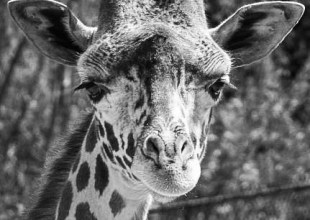 Santa Barbara Zoo Mourns ‘Unexpected’ Death of Audrey the Giraffe