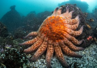 How Sunflower Stars Can Save California’s Vanishing Kelp Forests