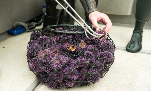 PBS Focuses on Santa Barbara’s Purple Urchin Project