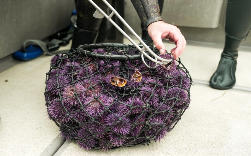 PBS Focuses on Santa Barbara’s Purple Urchin Project