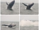A Whale of a Day to Santa Cruz Island