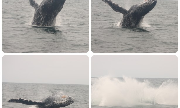 A Whale of a Day to Santa Cruz Island