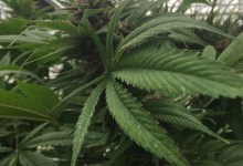 Santa Barbara County Executive Office: Cannabis Tax Revenues Are Falling Short — Again 