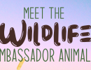 Meet the Wildlife Ambassador Animals