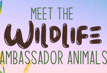 Meet the Wildlife Ambassador Animals