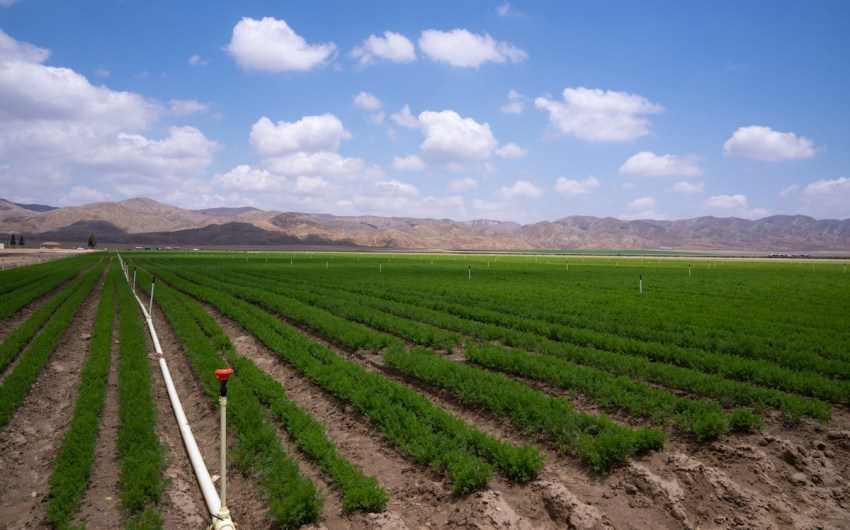 Draining Groundwater and Pocketbooks in the Cuyama Valley