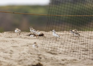 Snowy Plover Chicks Released into the Wild at Beach in Isla Vista