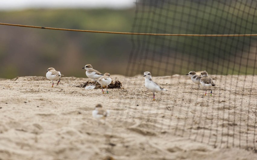 Snowy Plover Chicks Released into the Wild at Beach in Isla Vista