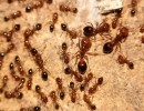 Killer Ants Invade Montecito
