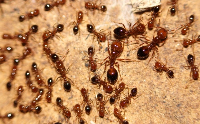 Killer Ants Invade Montecito