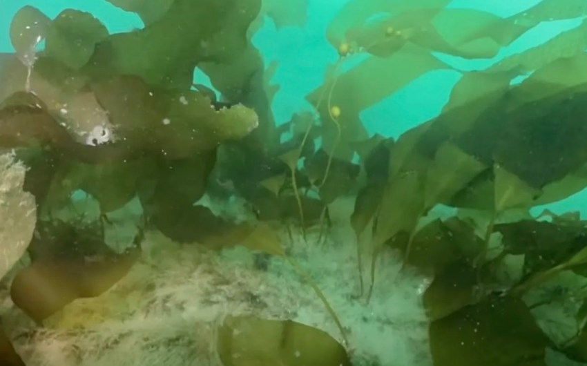 Goleta’s New Sea Caves Now Teeming with Life