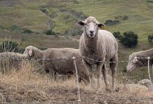 Ewe Herd? Sheep Docents Needed at San Marcos Foothills Preserve