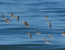 Guided Tour of Coal Oil Point Reserve