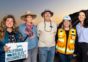 Saving California Wildlife, One Crossing at a Time