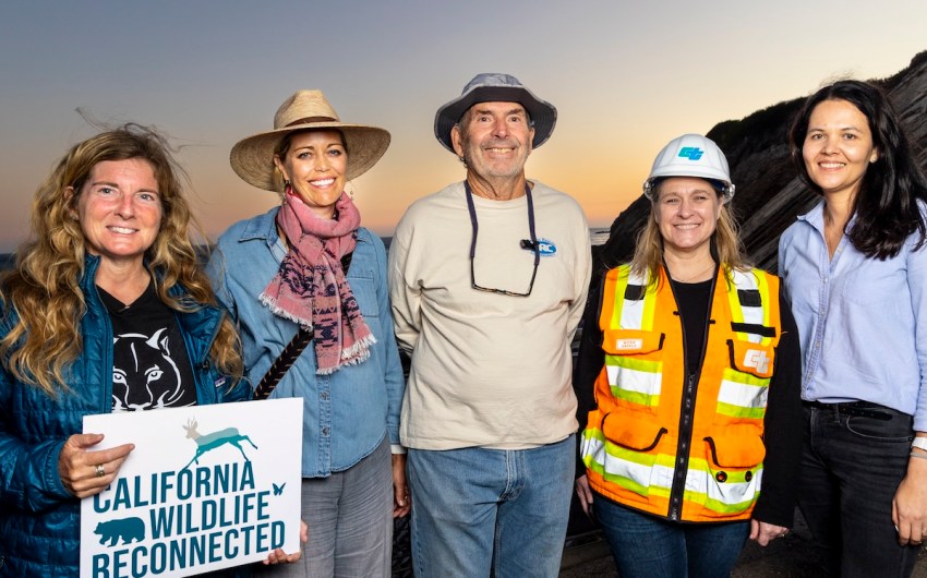 Saving California Wildlife, One Crossing at a Time