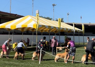 A Pooch-tacular Weekend at the Santa Barbara Kennel Club Dog Show