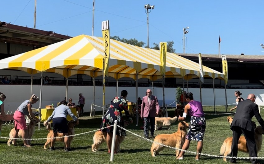 A Pooch-tacular Weekend at the Santa Barbara Kennel Club Dog Show