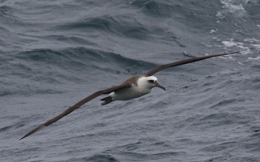 Avian Adventures in the Deep Blue Sea