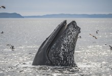 Whale of a Celebration at The Bacara