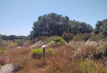 Lompoc Botanic Garden Tour