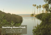 Rewilding Mesa Creek