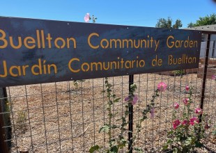 Buellton Community Garden to Have Official Opening on September 7