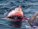 ‘Huge’ Great White Shark Spotted Eating Elephant Seal in Santa Barbara Channel