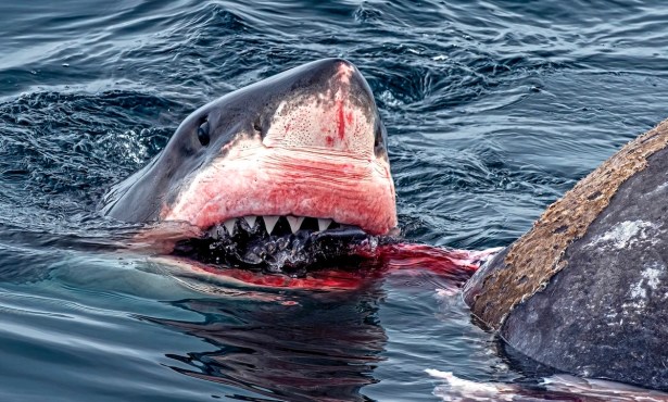 ‘Huge’ Great White Shark Spotted Eating Elephant Seal in Santa Barbara Channel