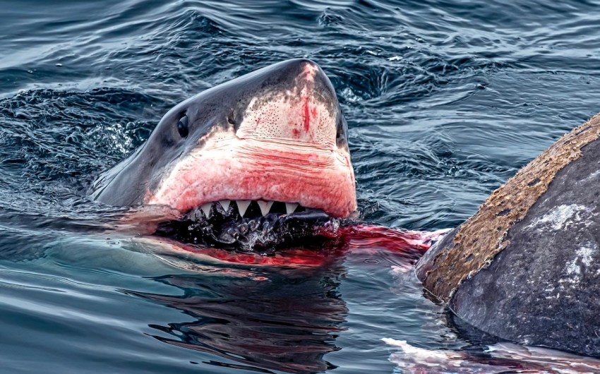 ‘Giant’ great white shark spotted feeding on elephant seals in Santa Barbara Channel